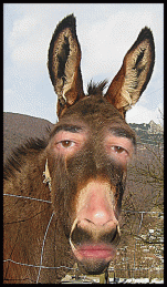 burro.gif